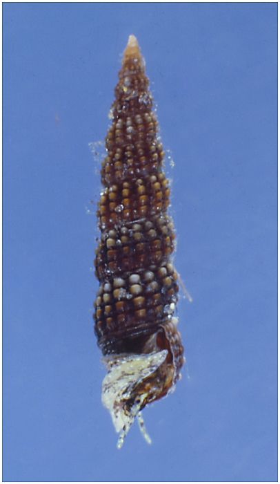 Cerithiidae: Gen. Bittium